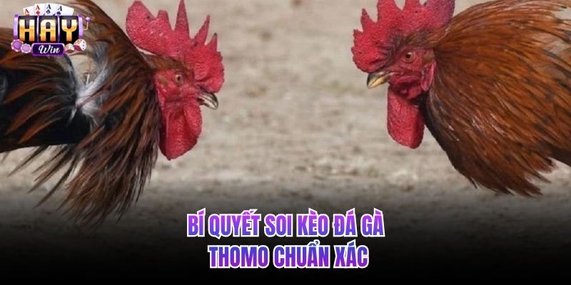 Bí quyết soi kèo đá gà Thomo chuẩn xác
