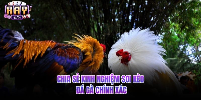 Chia sẻ kinh nghiệm soi kèo đá gà chính xác