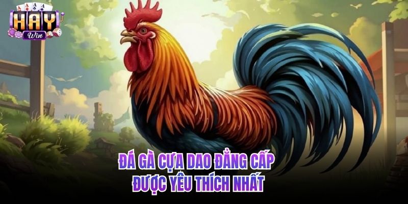 Đá gà cựa dao đẳng cấp được yêu thích nhất