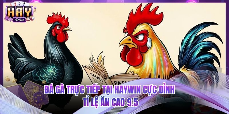 Đá Gà Trực Tiếp Tại HAYWIN Cực Đỉnh - Tỉ Lệ Ăn Cao 9.5