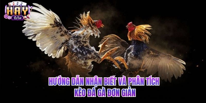 Hướng dẫn nhận biết và phân tích kèo đá gà đơn giản