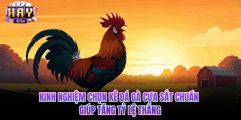 Kinh nghiệm chọn kê đá gà cựa sắt chuẩn giúp tăng tỷ lệ thắng