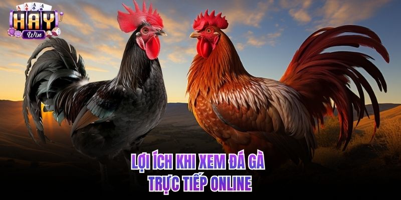 Lợi ích khi xem đá gà trực tiếp online
