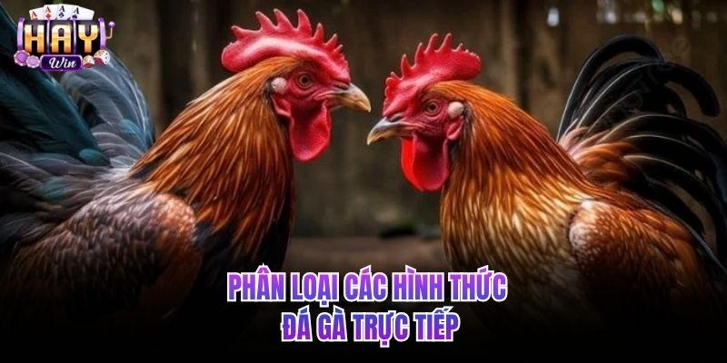 Phân loại các hình thức đá gà trực tiếp