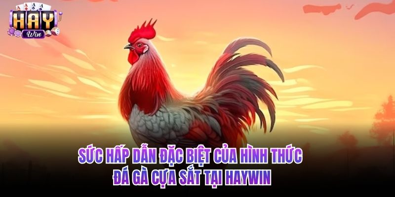Sức hấp dẫn đặc biệt của hình thức đá gà cựa sắt tại HAYWIN