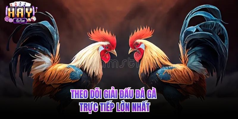 Theo dõi giải đấu đá gà trực tiếp lớn nhất