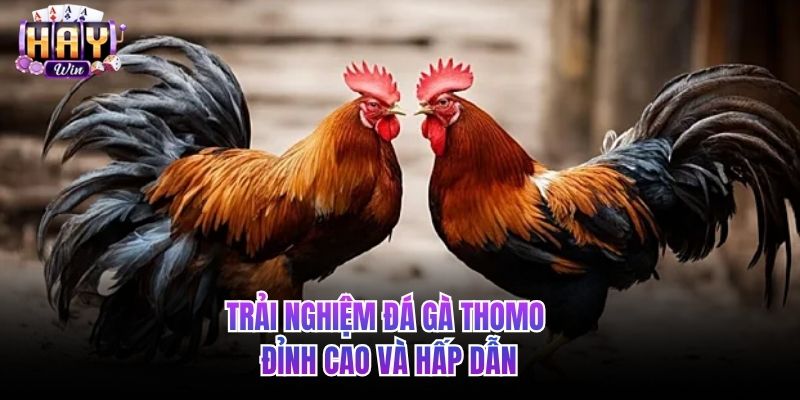 Trải nghiệm đá gà Thomo đỉnh cao và hấp dẫn
