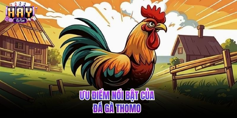 Ưu điểm nổi bật của đá gà Thomo 